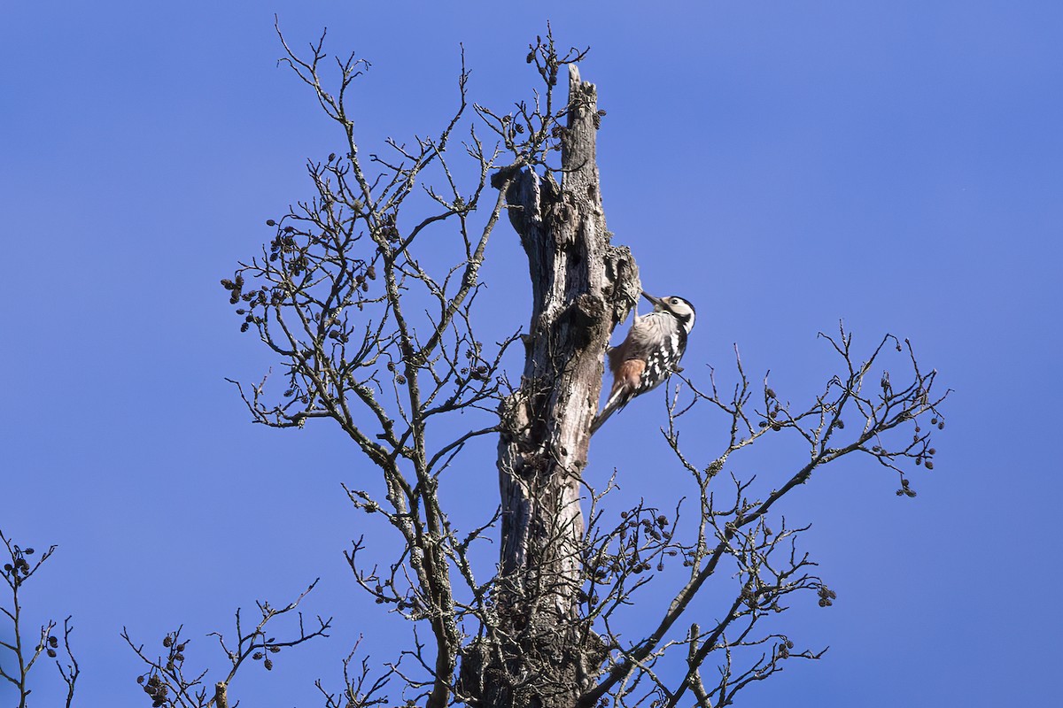 White-backed Woodpecker - Delfin Gonzalez