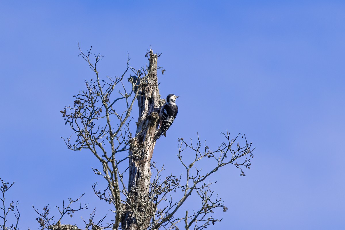 White-backed Woodpecker - Delfin Gonzalez