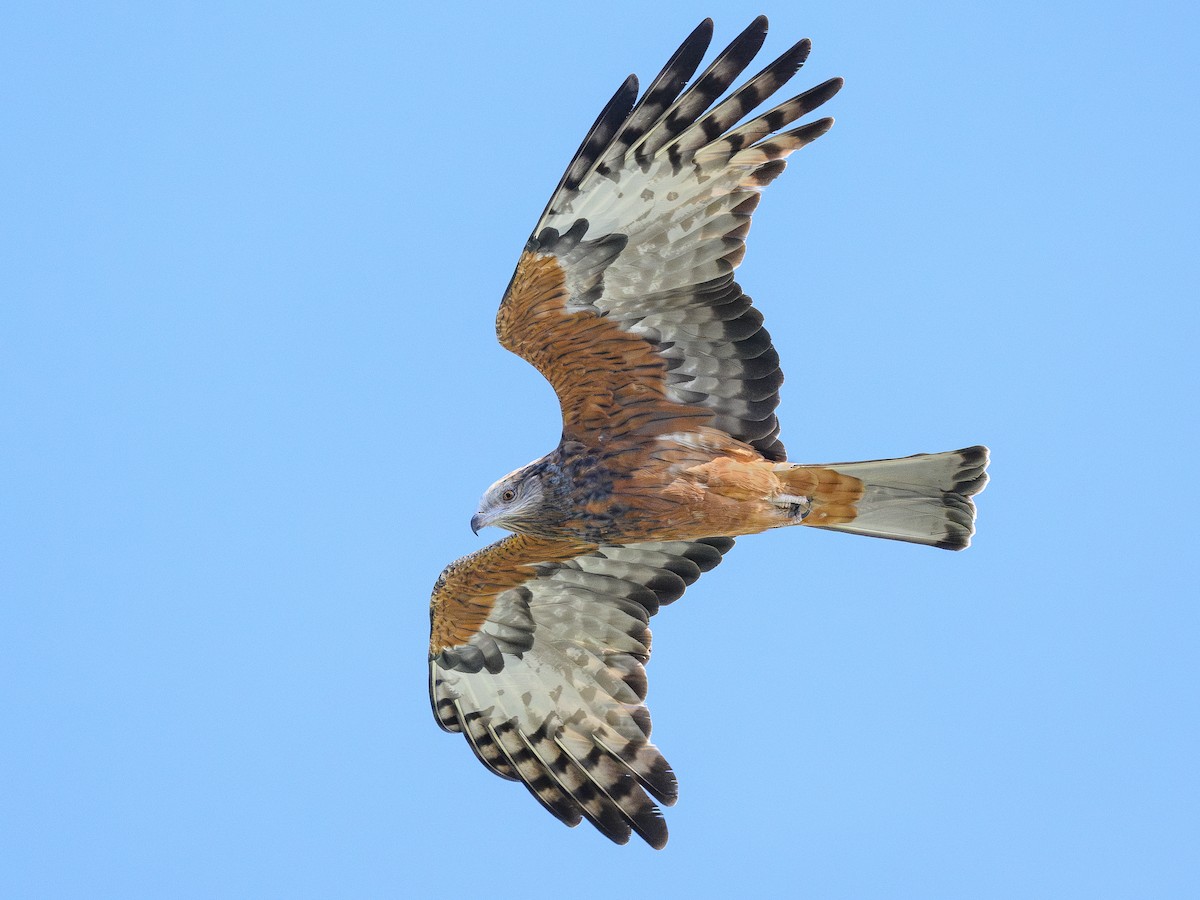 Square-tailed Kite - ML619518888