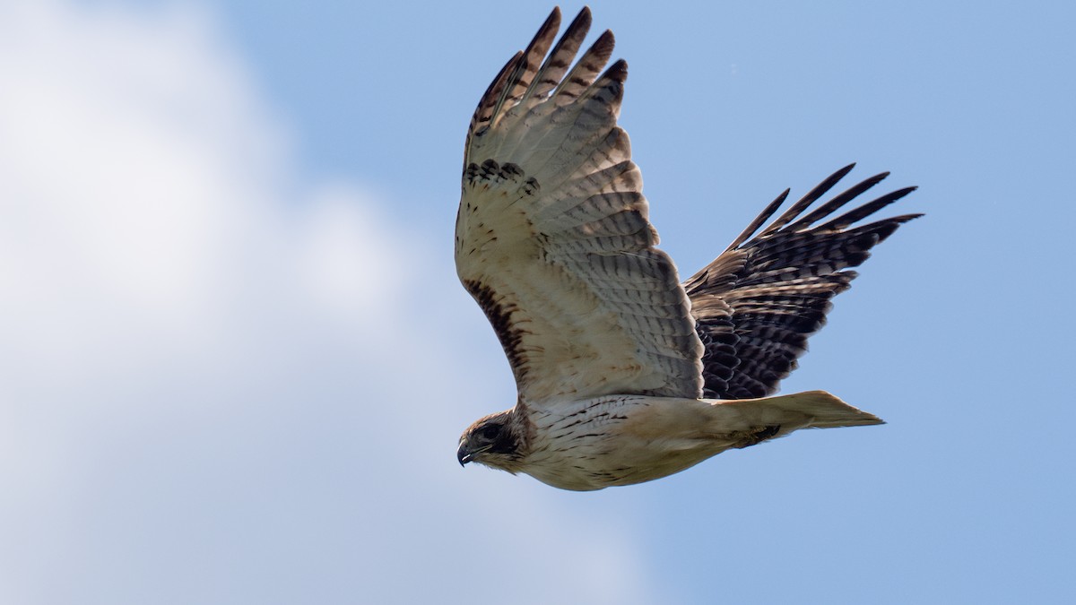 Red-tailed Hawk - Dustin Wrolstad