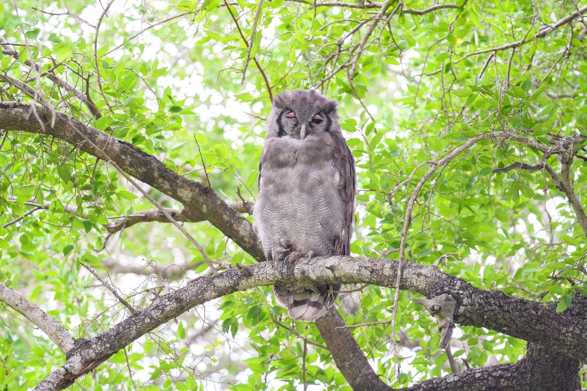 Verreaux's Eagle-Owl - Dylan Vasapolli - Birding Ecotours