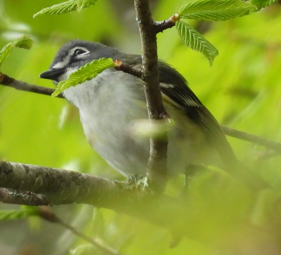 Blue-headed Vireo - Debbie Segal