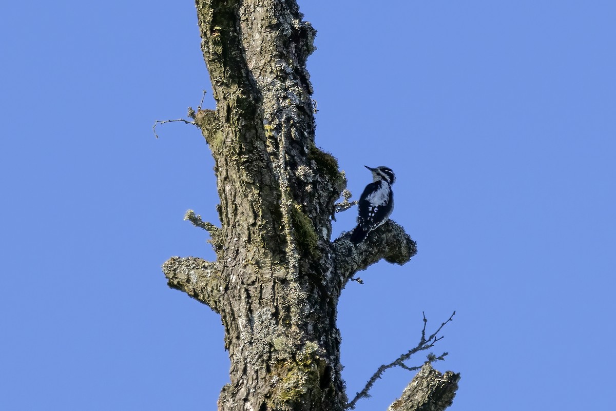 Eurasian Three-toed Woodpecker - Delfin Gonzalez