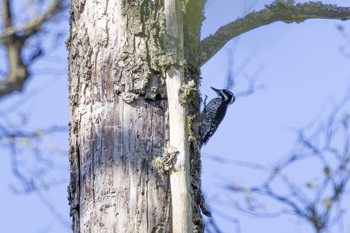 Eurasian Three-toed Woodpecker - Delfin Gonzalez