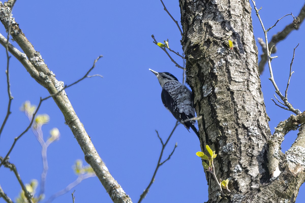 Eurasian Three-toed Woodpecker - Delfin Gonzalez