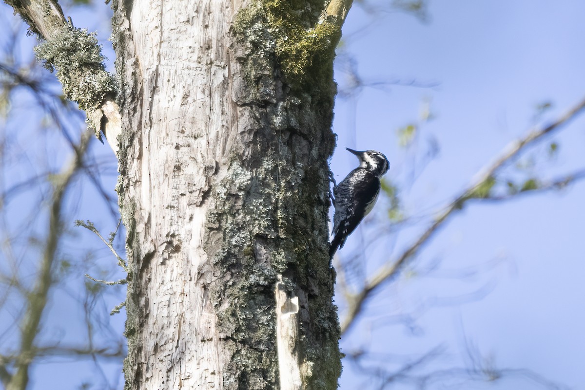 Eurasian Three-toed Woodpecker - Delfin Gonzalez