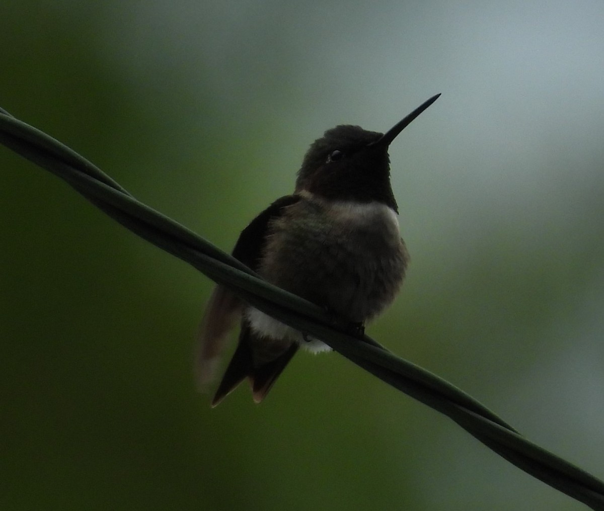 Ruby-throated Hummingbird - Debbie Segal