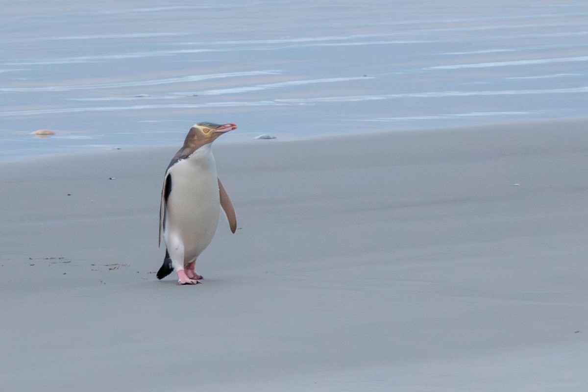 Yellow-eyed Penguin - ML619518910