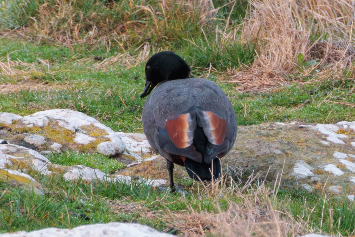 Paradise Shelduck - Pierce Louderback