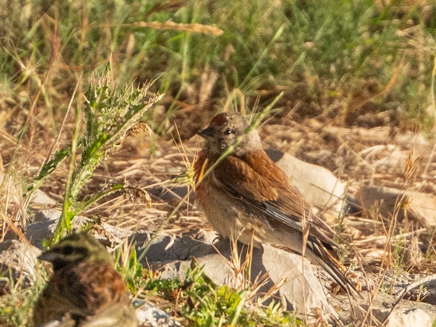 Eurasian Linnet - ML619518918