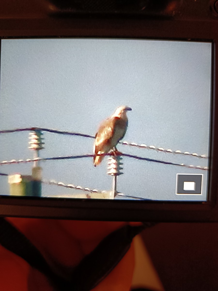 White-bellied Sea-Eagle - ML619518921