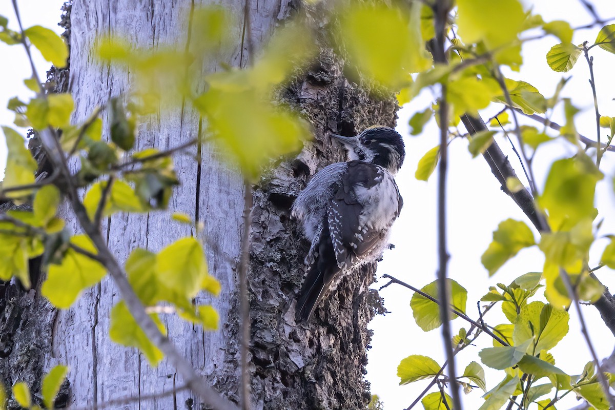 Eurasian Three-toed Woodpecker - Delfin Gonzalez