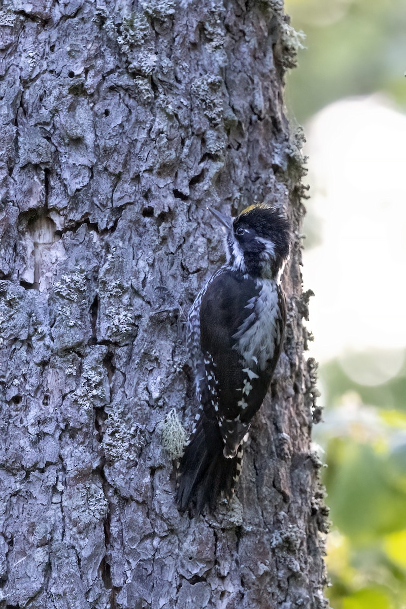 Eurasian Three-toed Woodpecker - Delfin Gonzalez