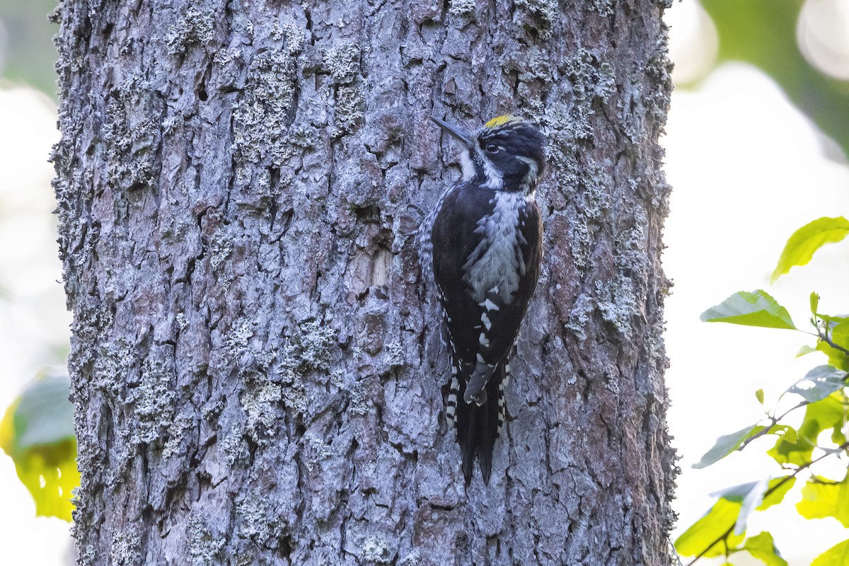 Eurasian Three-toed Woodpecker - Delfin Gonzalez