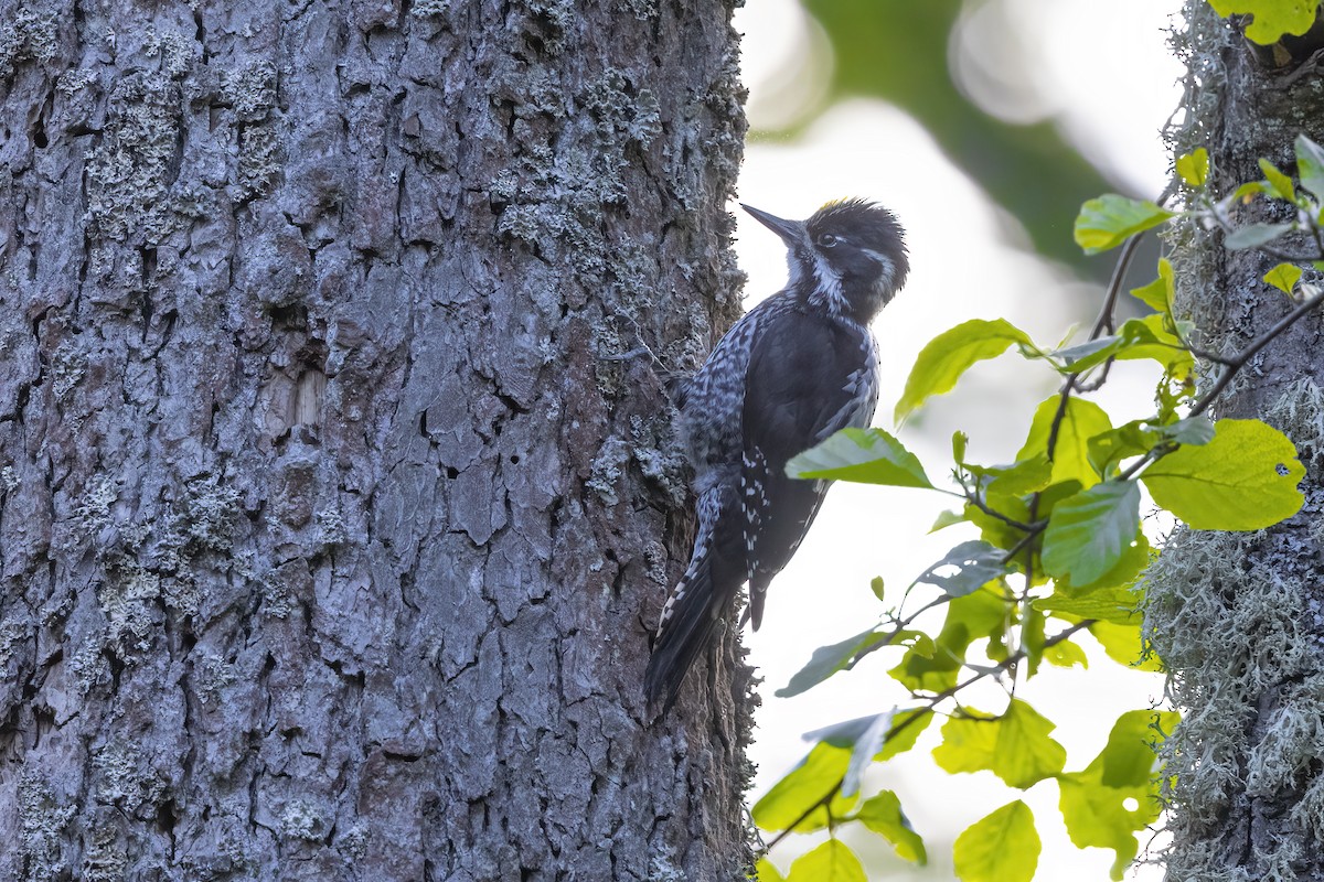 Eurasian Three-toed Woodpecker - Delfin Gonzalez