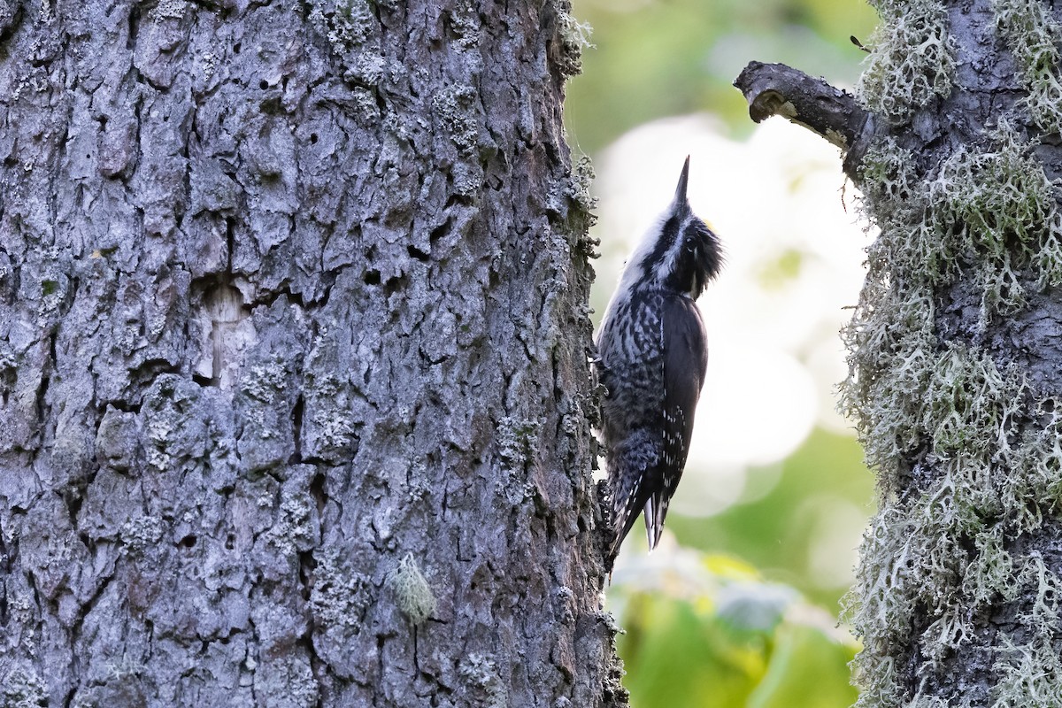 Eurasian Three-toed Woodpecker - Delfin Gonzalez