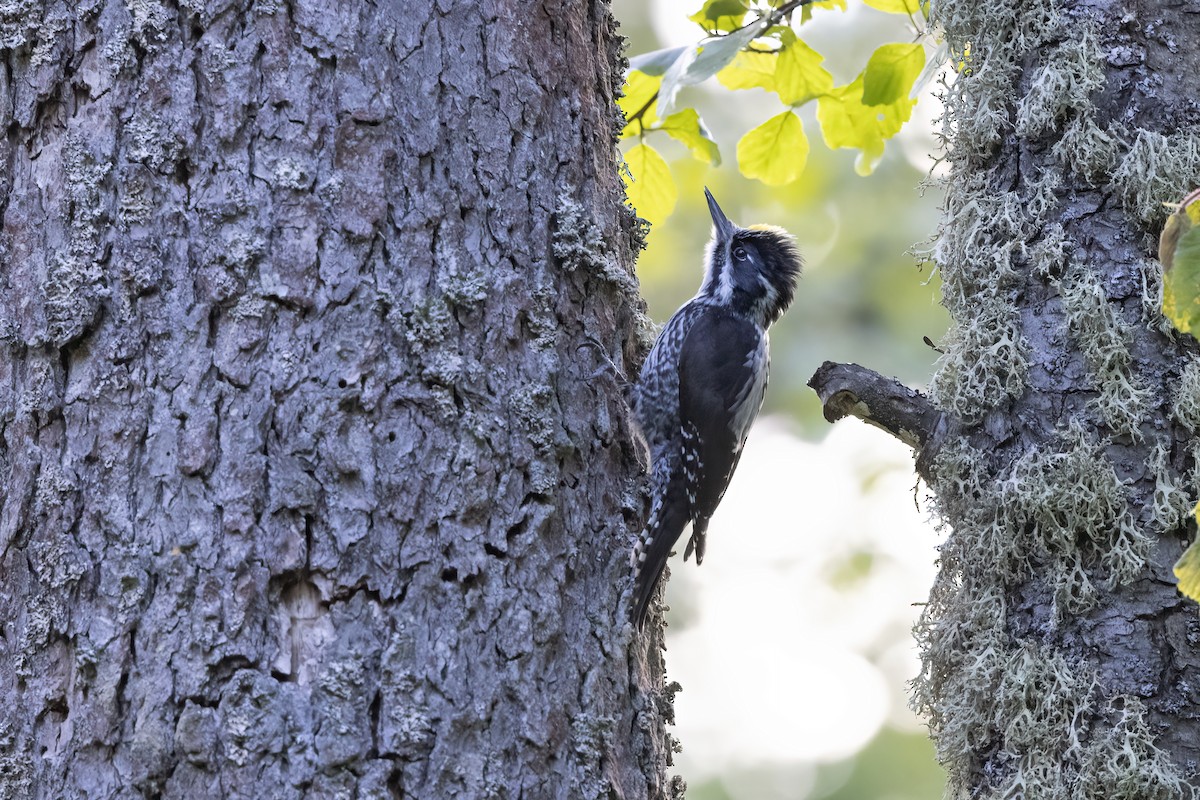 Eurasian Three-toed Woodpecker - Delfin Gonzalez