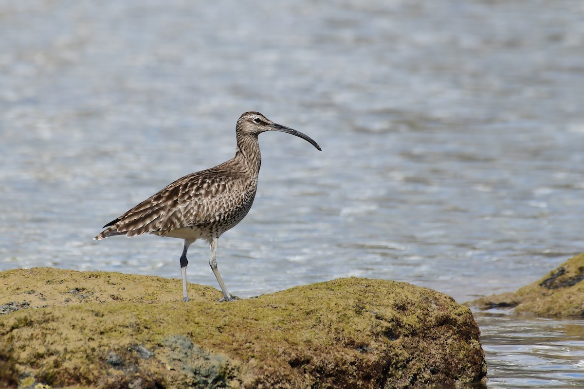 Whimbrel - Igor Długosz