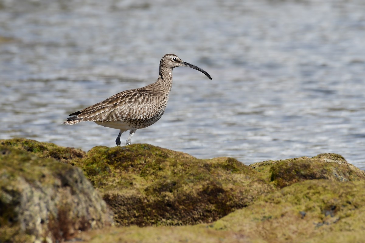 Whimbrel - Igor Długosz