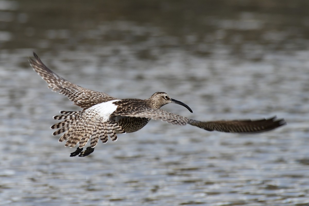 Whimbrel - Igor Długosz