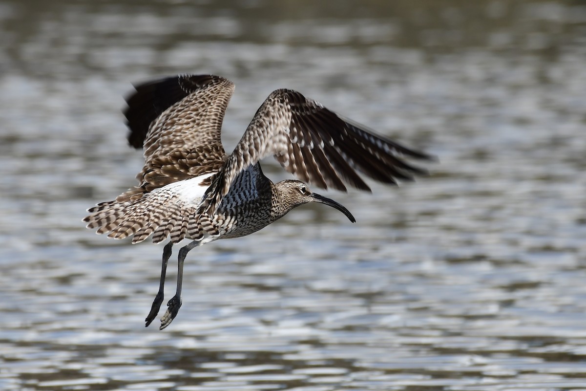 Whimbrel - Igor Długosz