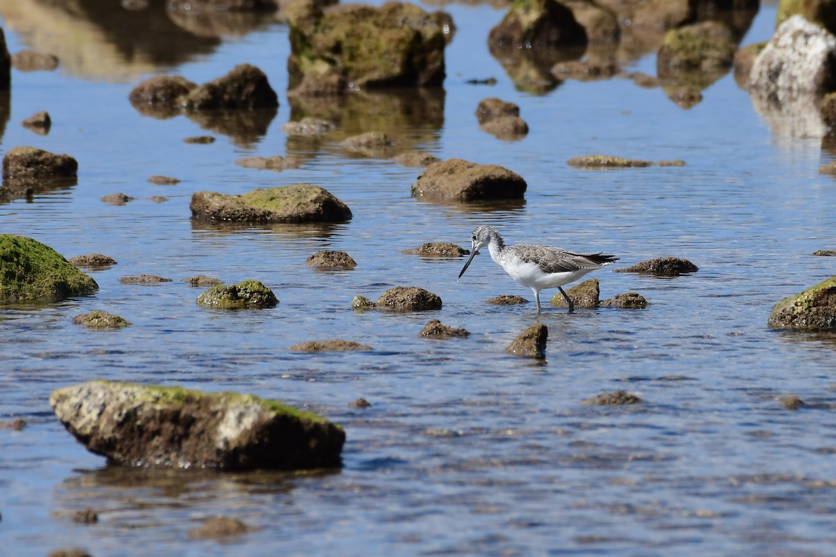 Common Greenshank - Igor Długosz