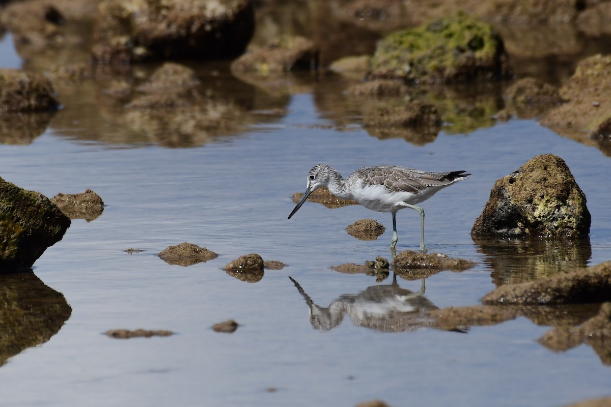 Common Greenshank - Igor Długosz