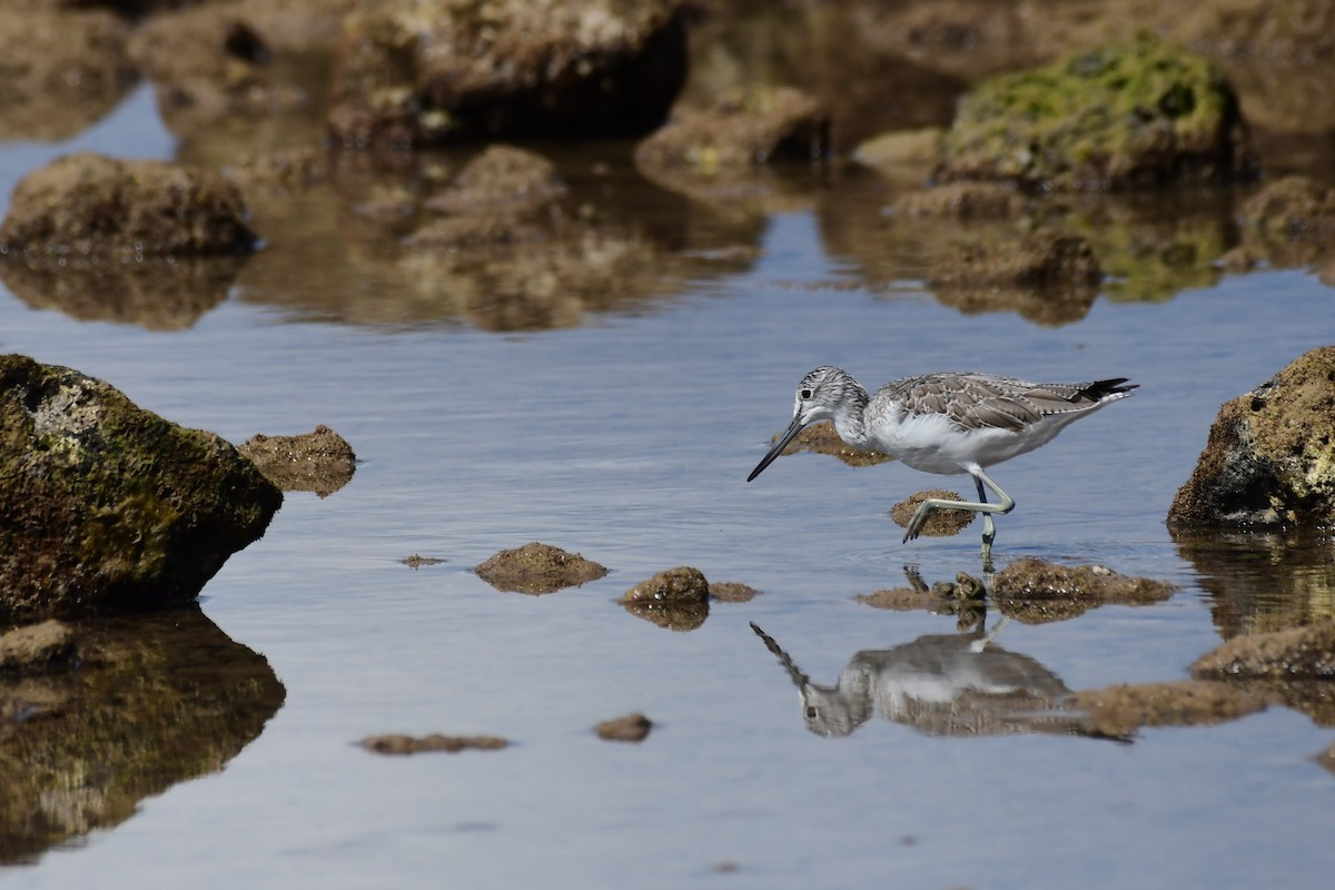 Common Greenshank - Igor Długosz