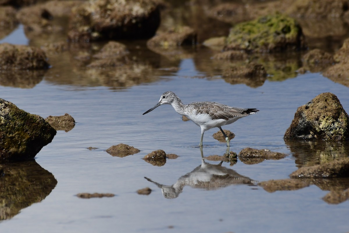 Common Greenshank - Igor Długosz