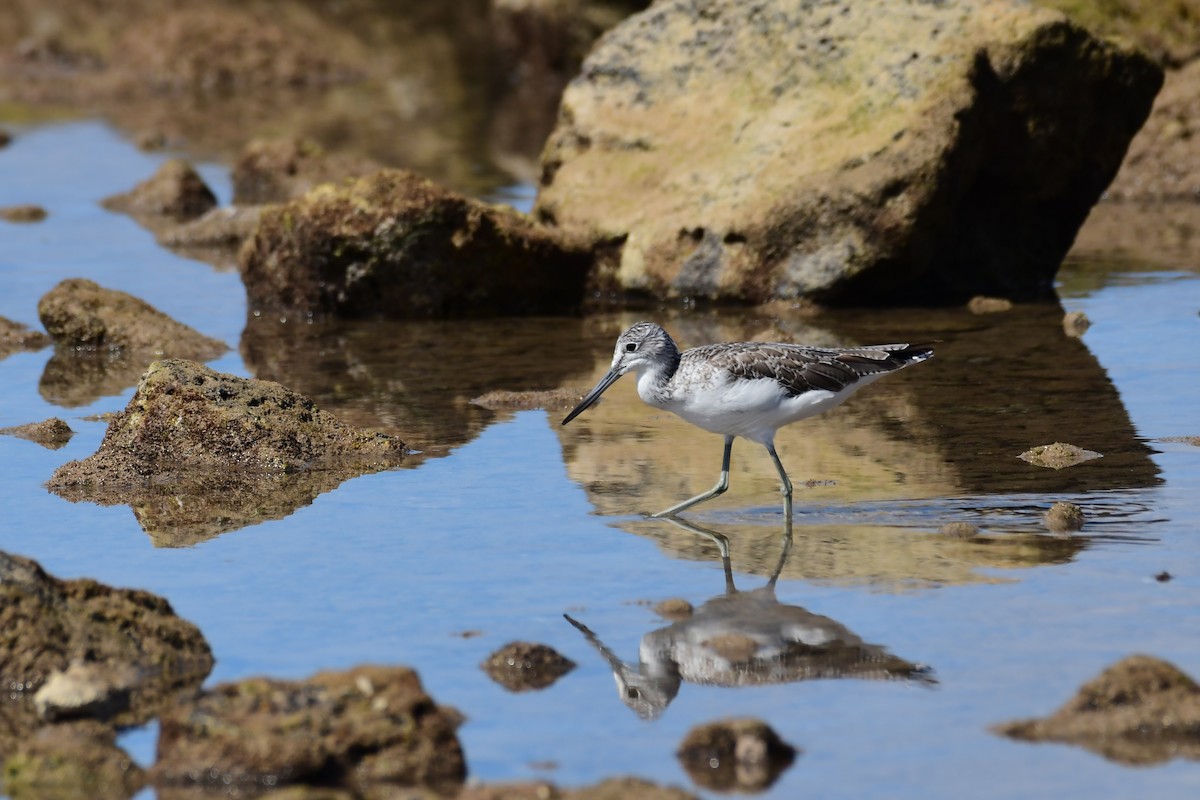 Common Greenshank - Igor Długosz