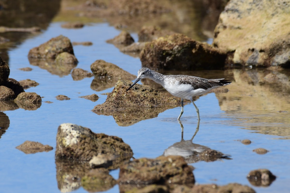 Common Greenshank - Igor Długosz