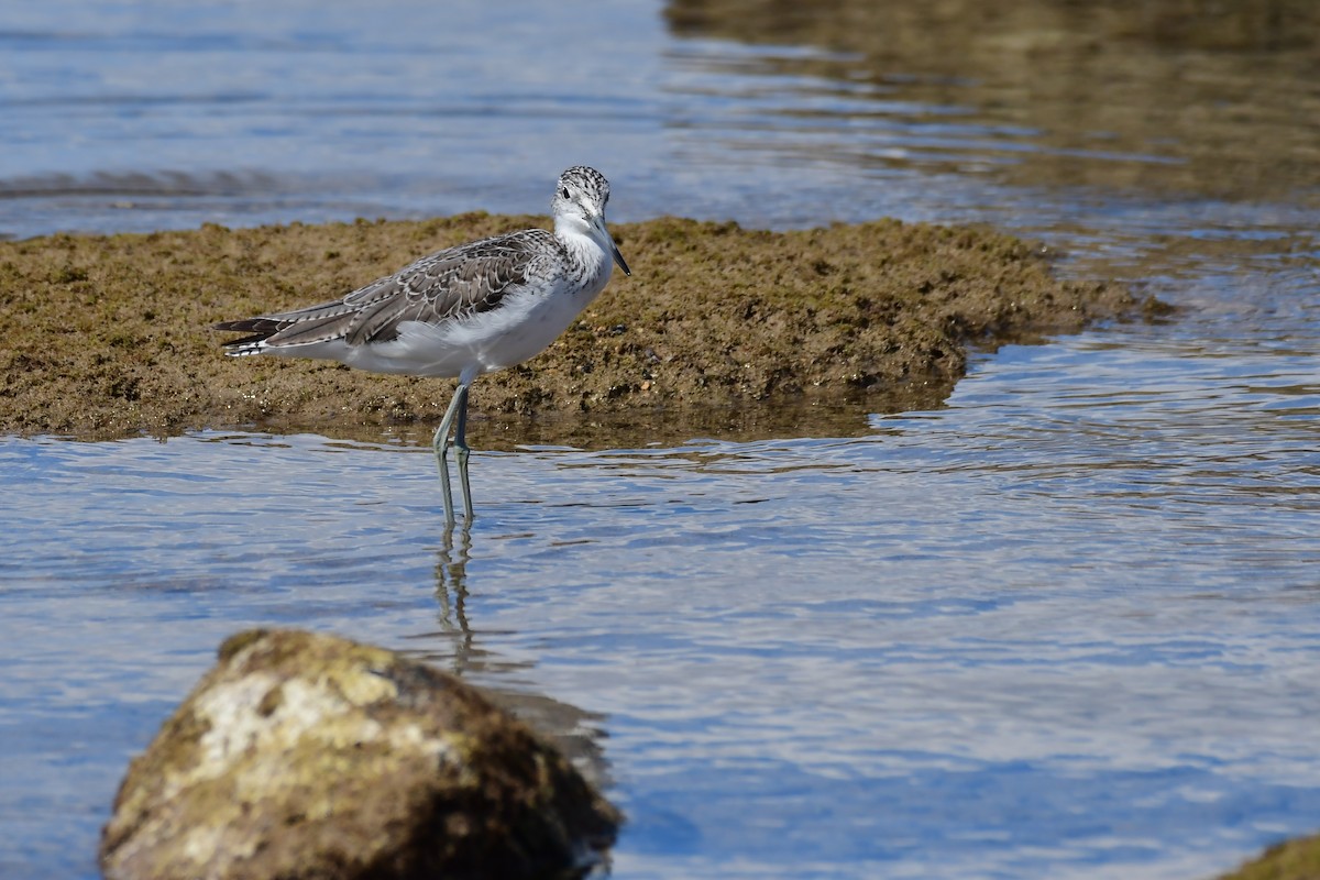 Common Greenshank - Igor Długosz