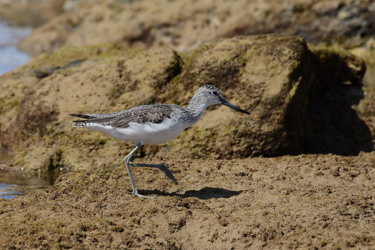 Common Greenshank - Igor Długosz