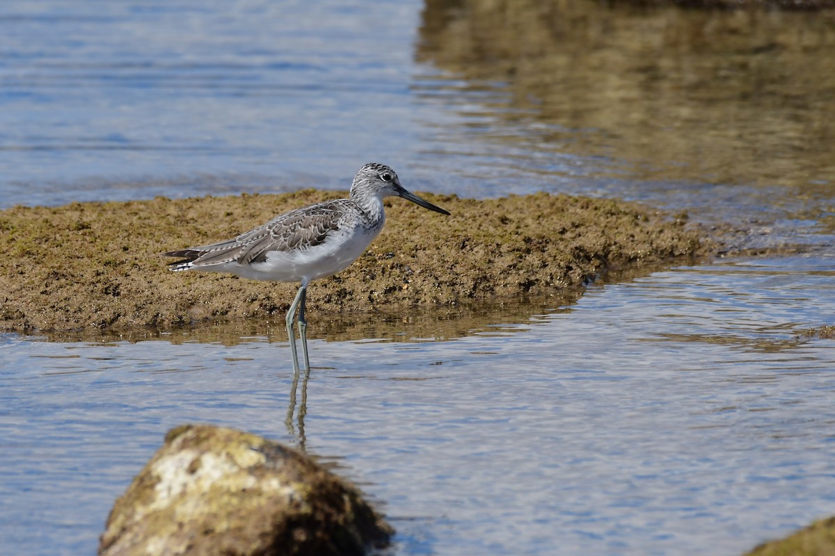 Common Greenshank - Igor Długosz