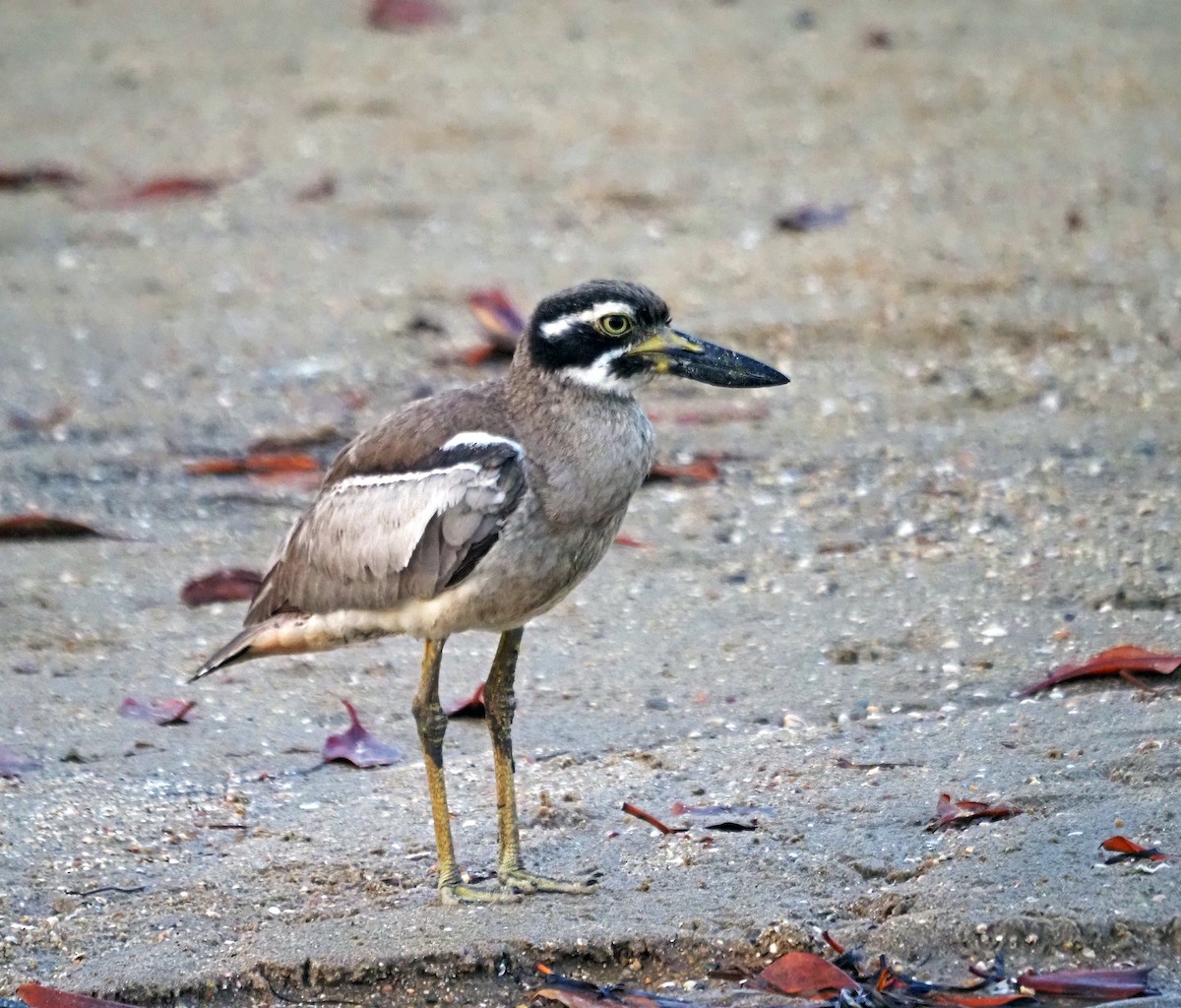 Beach Thick-knee - Steve Law