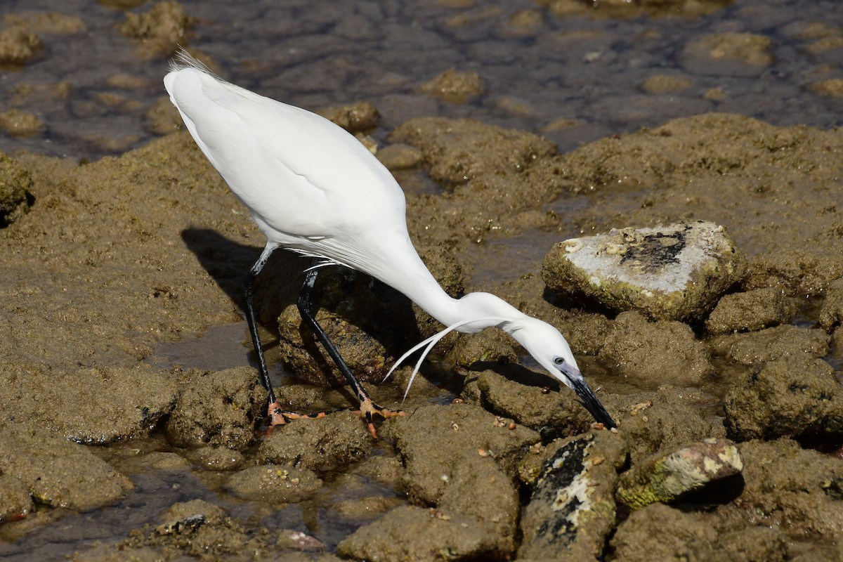 Little Egret - Igor Długosz