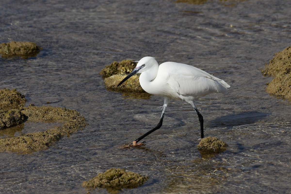 Little Egret - Igor Długosz