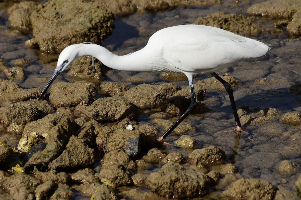 Little Egret - Igor Długosz