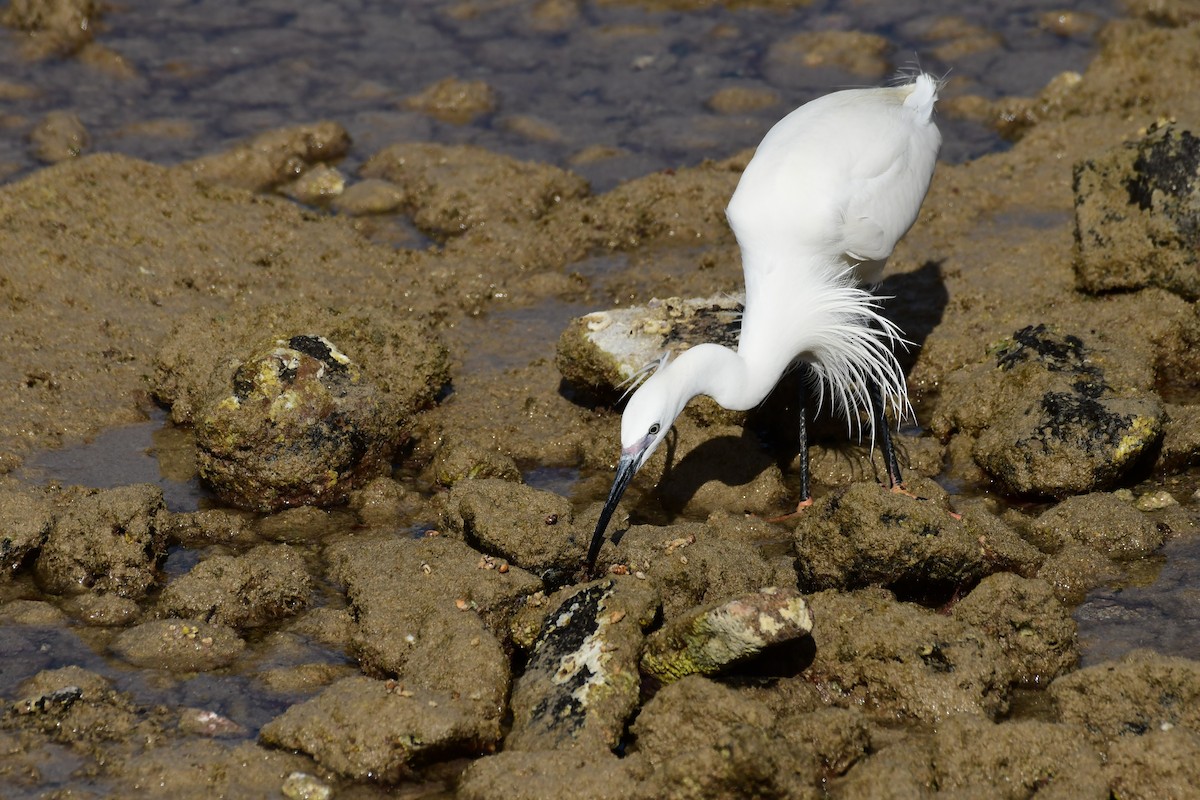 Little Egret - Igor Długosz