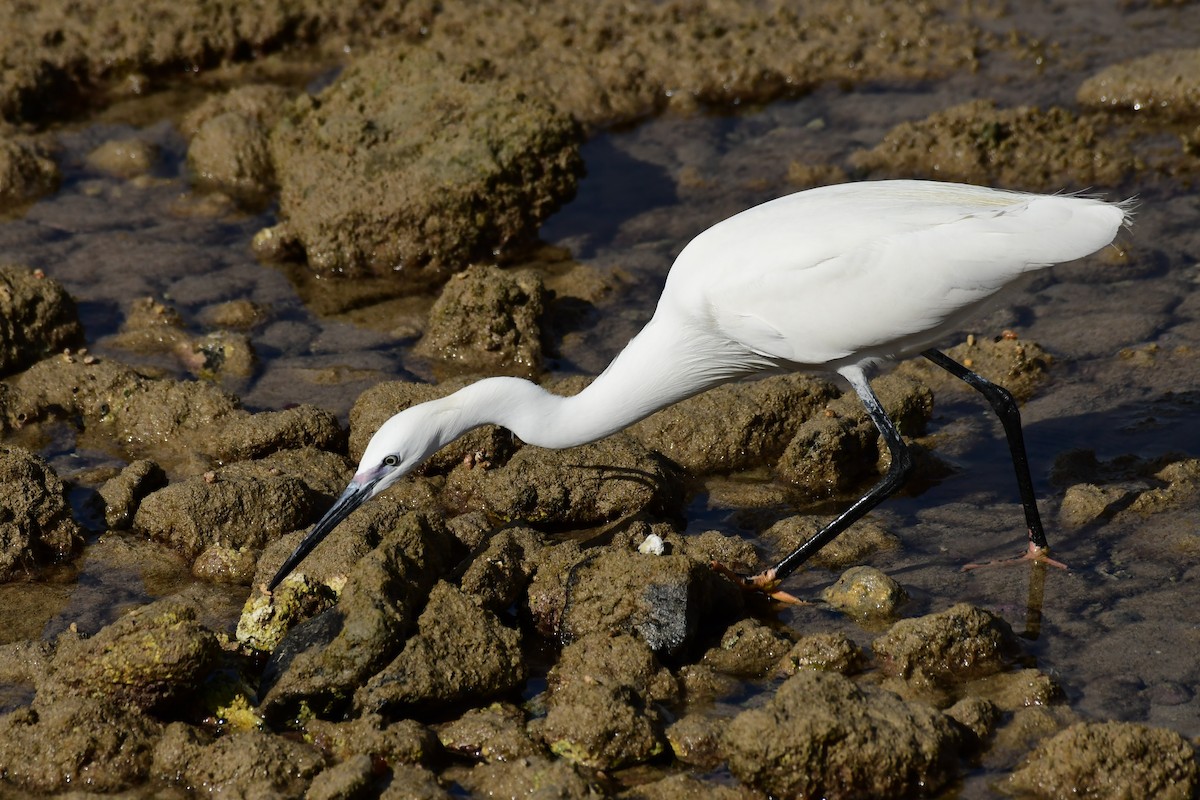 Little Egret - Igor Długosz