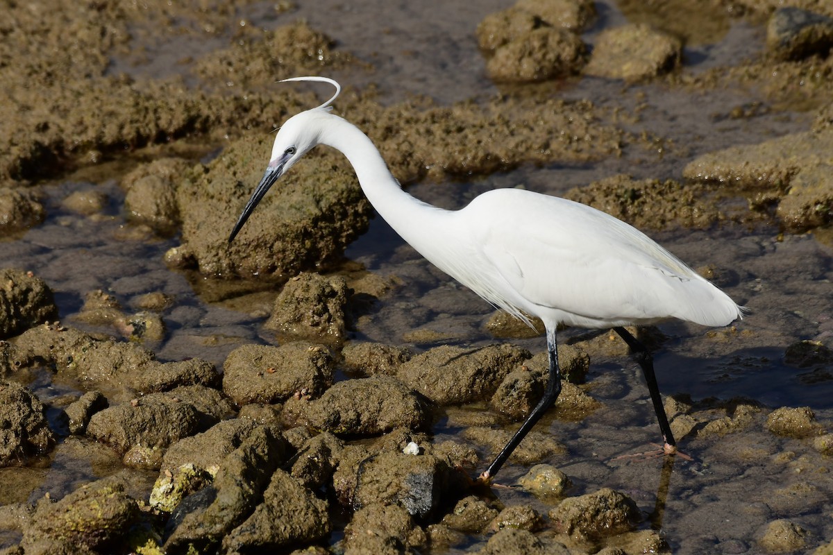 Little Egret - Igor Długosz