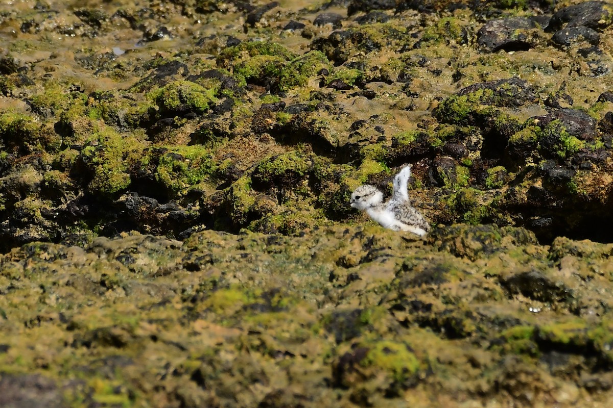 Kentish Plover - Igor Długosz