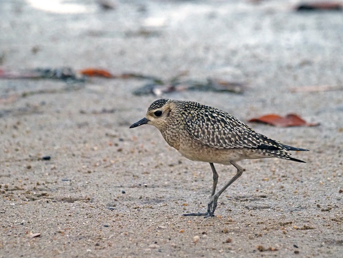 Pacific Golden-Plover - Steve Law