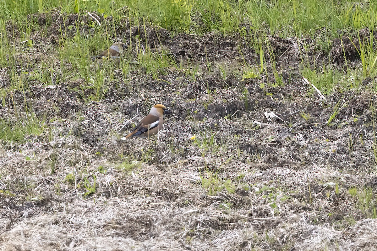 Hawfinch - Delfin Gonzalez