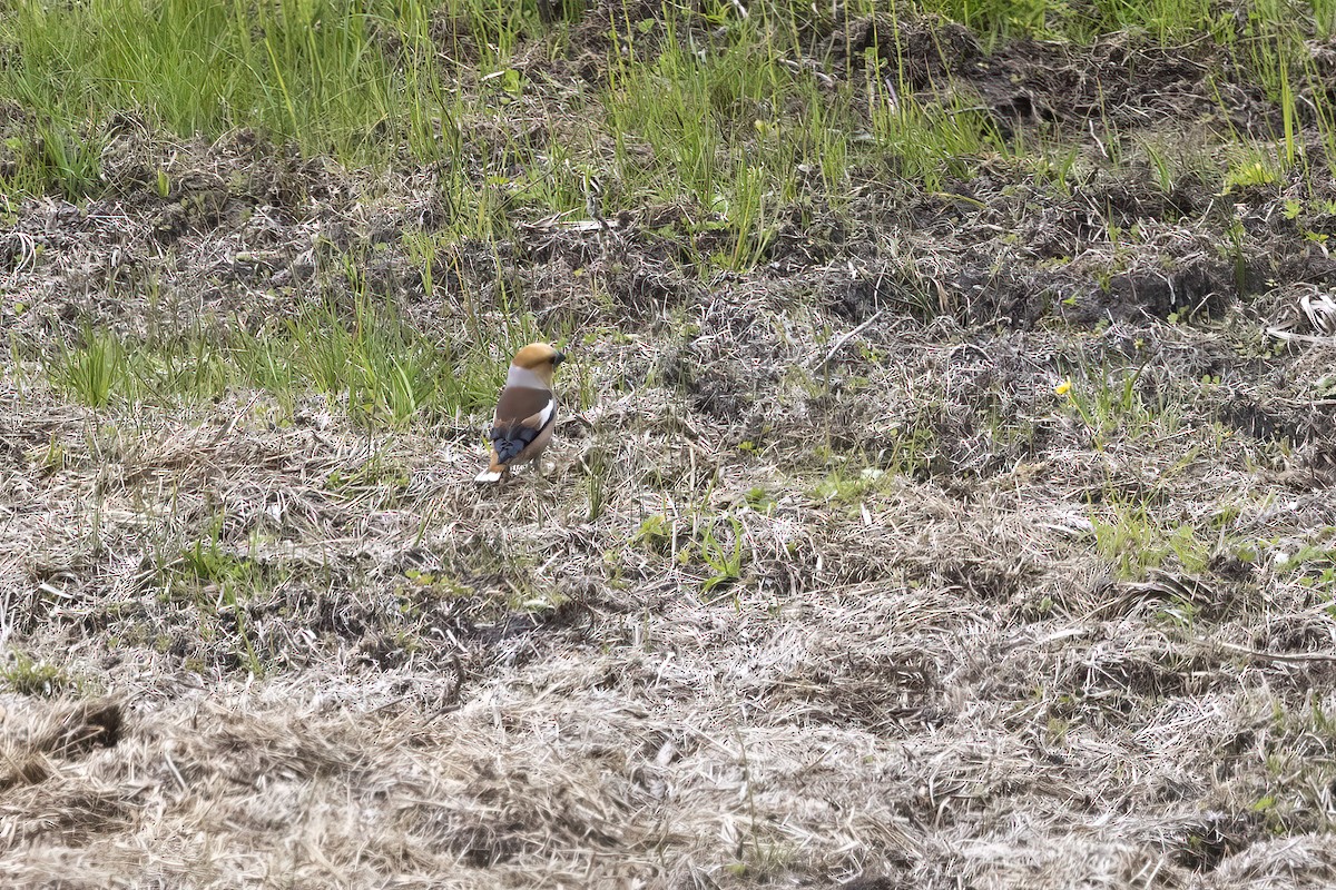 Hawfinch - Delfin Gonzalez