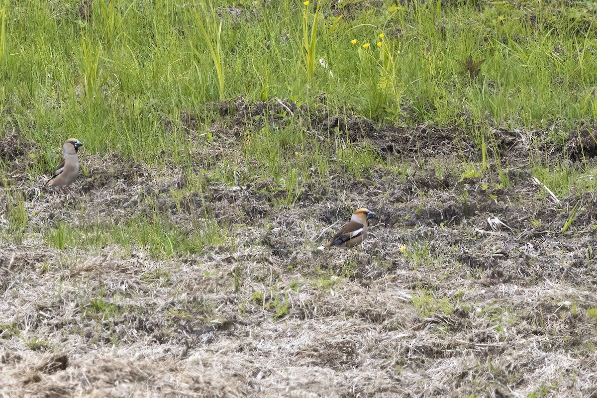 Hawfinch - Delfin Gonzalez