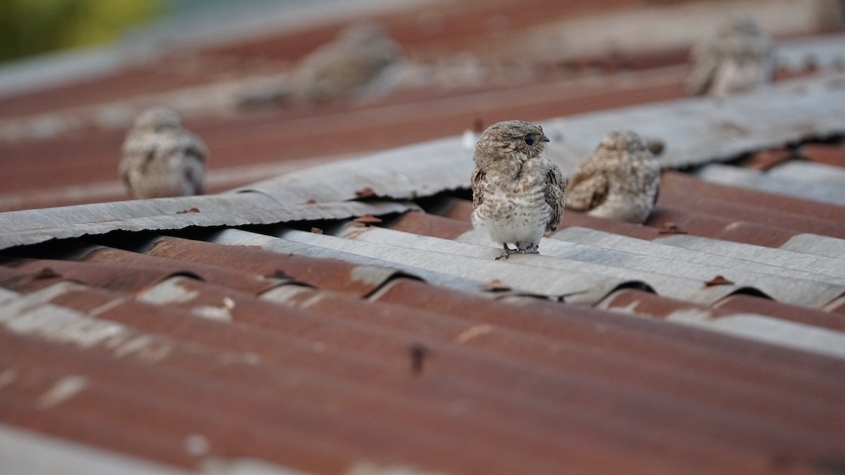 Sand-colored Nighthawk - Paul Gössinger