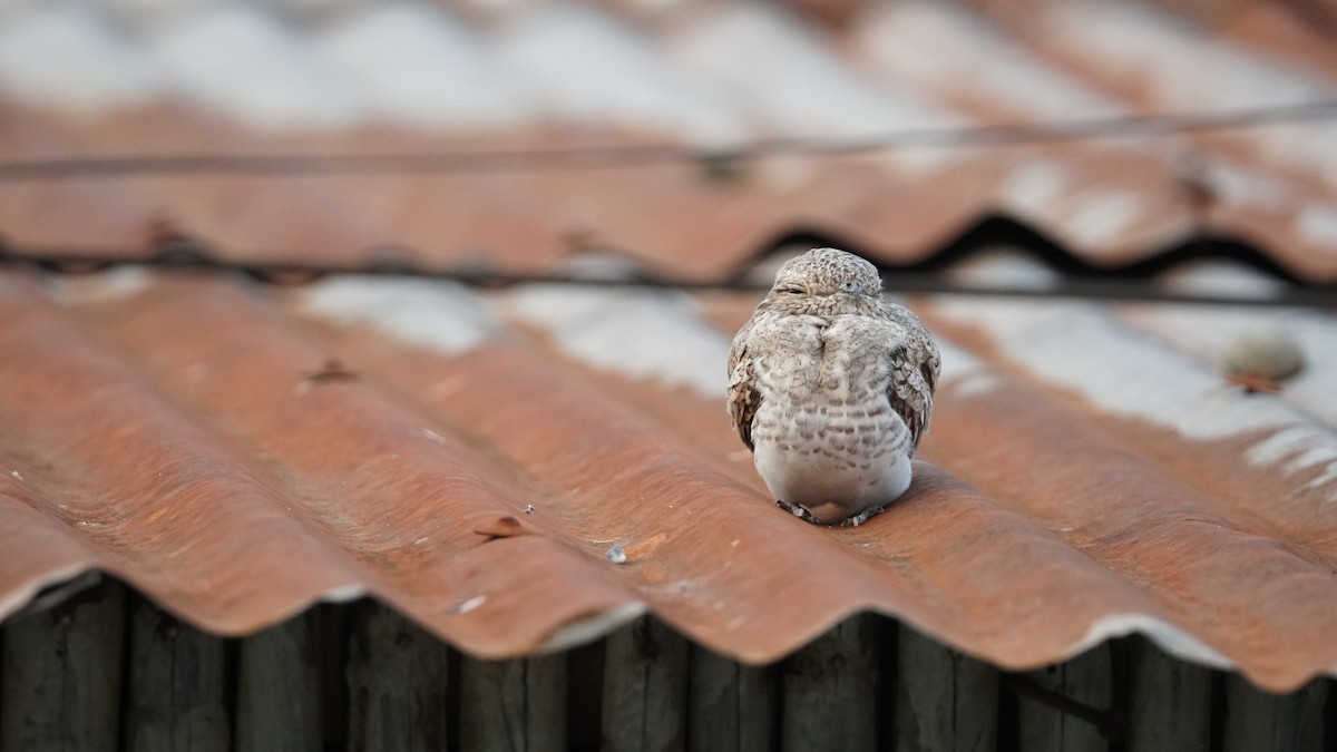 Sand-colored Nighthawk - Paul Gössinger