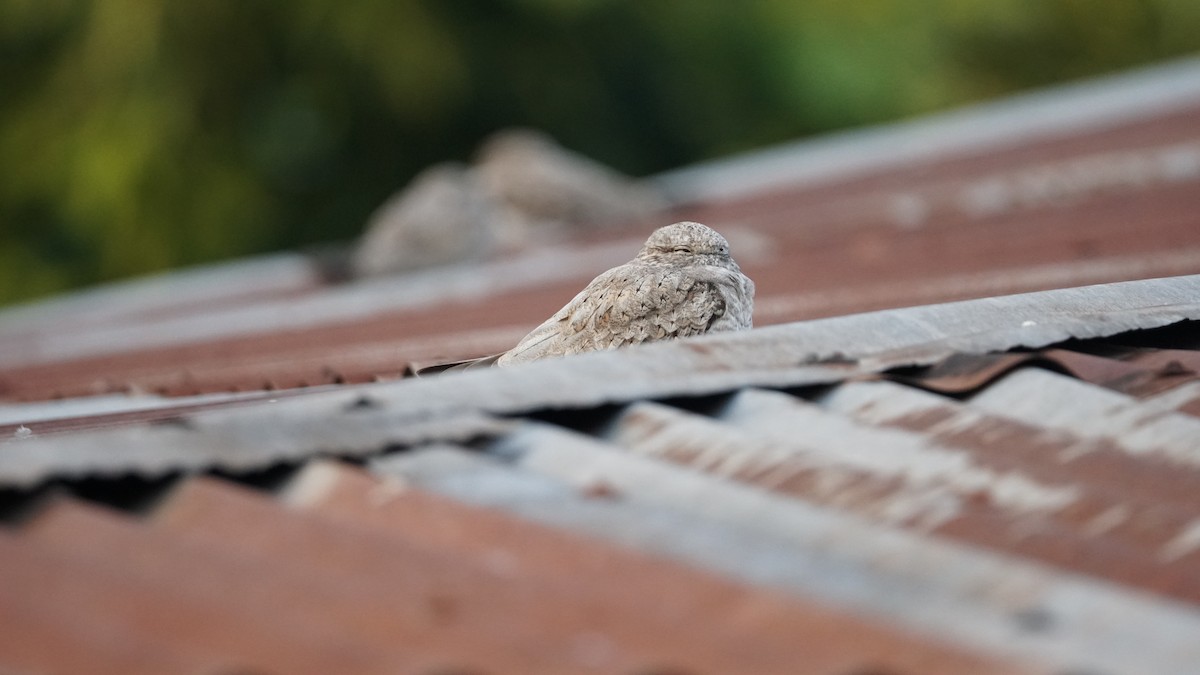 Sand-colored Nighthawk - Paul Gössinger