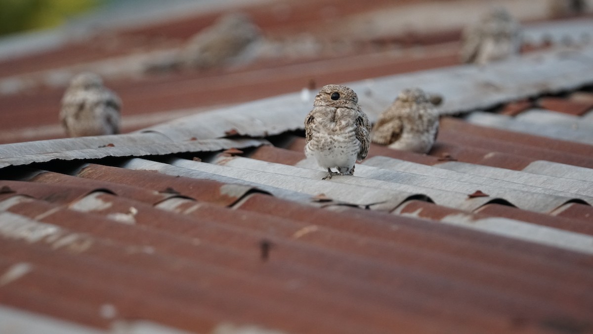 Sand-colored Nighthawk - Paul Gössinger